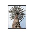 Picture of Palm Perfection _GroupedProduct_Rectangle_Portrait_Photography _GroupedProduct_Rectangle_Portrait_Canvas_Framed_