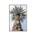 Picture of Palm Perfection _GroupedProduct_Rectangle_Portrait_Photography _GroupedProduct_Rectangle_Portrait_Canvas_Framed_