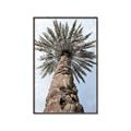 Picture of Palm Perfection _GroupedProduct_Rectangle_Portrait_Photography _GroupedProduct_Rectangle_Portrait_Canvas_Framed_