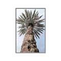 Picture of Palm Perfection _GroupedProduct_Rectangle_Portrait_Photography _GroupedProduct_Rectangle_Portrait_Canvas_Framed_