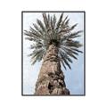 Picture of Palm Perfection _GroupedProduct_Rectangle_Portrait_Photography _GroupedProduct_Rectangle_Portrait_Canvas_Framed_