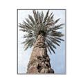 Picture of Palm Perfection _GroupedProduct_Rectangle_Portrait_Photography _GroupedProduct_Rectangle_Portrait_Canvas_Framed_