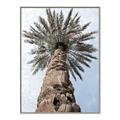 Picture of Palm Perfection _GroupedProduct_Rectangle_Portrait_Photography _GroupedProduct_Rectangle_Portrait_Canvas_Framed_