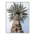 Picture of Palm Perfection _GroupedProduct_Rectangle_Portrait_Photography _GroupedProduct_Rectangle_Portrait_Canvas_Framed_