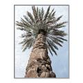 Picture of Palm Perfection _GroupedProduct_Rectangle_Portrait_Photography _GroupedProduct_Rectangle_Portrait_Canvas_Framed_