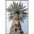 Picture of Palm Perfection _GroupedProduct_Rectangle_Portrait_Photography _GroupedProduct_Rectangle_Portrait_Canvas_Framed_