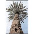 Picture of Palm Perfection _GroupedProduct_Rectangle_Portrait_Photography _GroupedProduct_Rectangle_Portrait_Canvas_Framed_