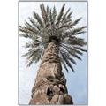 Picture of Palm Perfection _GroupedProduct_Rectangle_Portrait_Photography _GroupedProduct_Rectangle_Portrait_Canvas_Framed_