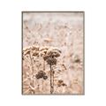 Picture of Macro Dried Florals _GroupedProduct_Rectangle_Portrait_Photography _GroupedProduct_Rectangle_Portrait_Canvas_Framed_