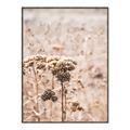 Picture of Macro Dried Florals _GroupedProduct_Rectangle_Portrait_Photography _GroupedProduct_Rectangle_Portrait_Canvas_Framed_