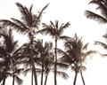 Picture of Cali Palms Sepia Collection _GroupedProduct_Rectangle_Landscape_Photography _GroupedProduct_Rectangle_Landscape_Unframed_Print_Only_