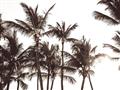 Picture of Cali Palms Sepia Collection _GroupedProduct_Rectangle_Landscape_Photography _GroupedProduct_Rectangle_Landscape_Unframed_Print_Only_