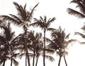 Picture of Cali Palms Sepia Collection _GroupedProduct_Rectangle_Landscape_Photography _GroupedProduct_Rectangle_Landscape_Unframed_Print_Only_