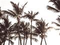 Picture of Cali Palms Sepia Collection _GroupedProduct_Rectangle_Landscape_Photography _GroupedProduct_Rectangle_Landscape_Unframed_Print_Only_