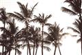 Picture of Cali Palms Sepia Collection _GroupedProduct_Rectangle_Landscape_Photography _GroupedProduct_Rectangle_Landscape_Unframed_Print_Only_