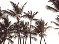 Picture of Cali Palms Sepia Collection _GroupedProduct_Rectangle_Landscape_Photography _GroupedProduct_Rectangle_Landscape_Unframed_Print_Only_