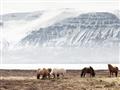 Picture of Wild Horses _GroupedProduct_Rectangle_Landscape_Photography _GroupedProduct_Rectangle_Landscape_Unframed_Print_Only_