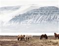 Picture of Wild Horses _GroupedProduct_Rectangle_Landscape_Photography _GroupedProduct_Rectangle_Landscape_Unframed_Print_Only_
