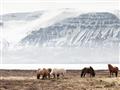 Picture of Wild Horses _GroupedProduct_Rectangle_Landscape_Photography _GroupedProduct_Rectangle_Landscape_Unframed_Print_Only_