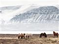 Picture of Wild Horses _GroupedProduct_Rectangle_Landscape_Photography _GroupedProduct_Rectangle_Landscape_Unframed_Print_Only_