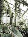 Picture of Greenhouse Serenity  _GroupedProduct_Rectangle_Portrait_Photography _GroupedProduct_Rectangle_Portrait_Unframed_Print_Only_