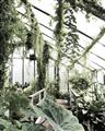Picture of Greenhouse Serenity  _GroupedProduct_Rectangle_Portrait_Photography _GroupedProduct_Rectangle_Portrait_Unframed_Print_Only_