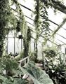 Picture of Greenhouse Serenity  _GroupedProduct_Rectangle_Portrait_Photography _GroupedProduct_Rectangle_Portrait_Unframed_Print_Only_