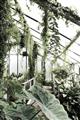 Picture of Greenhouse Serenity  _GroupedProduct_Rectangle_Portrait_Photography _GroupedProduct_Rectangle_Portrait_Unframed_Print_Only_