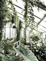 Picture of Greenhouse Serenity  _GroupedProduct_Rectangle_Portrait_Photography _GroupedProduct_Rectangle_Portrait_Unframed_Print_Only_