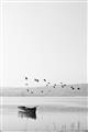 Picture of Birds over the Water _GroupedProduct_Rectangle_Portrait_Photography _GroupedProduct_Rectangle_Portrait_Unframed_Print_Only_