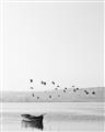 Picture of Birds over the Water _GroupedProduct_Rectangle_Portrait_Photography _GroupedProduct_Rectangle_Portrait_Unframed_Print_Only_