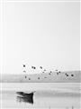 Picture of Birds over the Water _GroupedProduct_Rectangle_Portrait_Photography _GroupedProduct_Rectangle_Portrait_Unframed_Print_Only_
