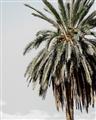 Picture of Canary Palm _GroupedProduct_Rectangle_Portrait_Photography _GroupedProduct_Rectangle_Portrait_Unframed_Print_Only_