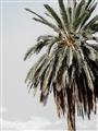 Picture of Canary Palm _GroupedProduct_Rectangle_Portrait_Photography _GroupedProduct_Rectangle_Portrait_Unframed_Print_Only_