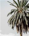 Picture of Canary Palm _GroupedProduct_Rectangle_Portrait_Photography _GroupedProduct_Rectangle_Portrait_Unframed_Print_Only_