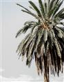 Picture of Canary Palm _GroupedProduct_Rectangle_Portrait_Photography _GroupedProduct_Rectangle_Portrait_Unframed_Print_Only_