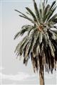 Picture of Canary Palm _GroupedProduct_Rectangle_Portrait_Photography _GroupedProduct_Rectangle_Portrait_Unframed_Print_Only_