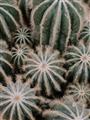 Picture of Cactus Zone _GroupedProduct_Rectangle_Portrait_Photography _GroupedProduct_Rectangle_Portrait_Unframed_Print_Only_