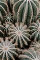 Picture of Cactus Zone _GroupedProduct_Rectangle_Portrait_Photography _GroupedProduct_Rectangle_Portrait_Unframed_Print_Only_
