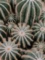 Picture of Cactus Zone _GroupedProduct_Rectangle_Portrait_Photography _GroupedProduct_Rectangle_Portrait_Unframed_Print_Only_