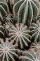 Picture of Cactus Zone _GroupedProduct_Rectangle_Portrait_Photography _GroupedProduct_Rectangle_Portrait_Unframed_Print_Only_