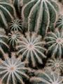 Picture of Cactus Zone _GroupedProduct_Rectangle_Portrait_Photography _GroupedProduct_Rectangle_Portrait_Unframed_Print_Only_