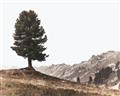 Picture of Tree on a Hill _GroupedProduct_Rectangle_Landscape_Photography _GroupedProduct_Rectangle_Landscape_Unframed_Print_Only_