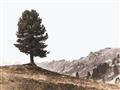 Picture of Tree on a Hill _GroupedProduct_Rectangle_Landscape_Photography _GroupedProduct_Rectangle_Landscape_Unframed_Print_Only_