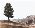 Picture of Tree on a Hill _GroupedProduct_Rectangle_Landscape_Photography _GroupedProduct_Rectangle_Landscape_Unframed_Print_Only_