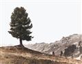 Picture of Tree on a Hill _GroupedProduct_Rectangle_Landscape_Photography _GroupedProduct_Rectangle_Landscape_Unframed_Print_Only_