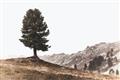 Picture of Tree on a Hill _GroupedProduct_Rectangle_Landscape_Photography _GroupedProduct_Rectangle_Landscape_Unframed_Print_Only_