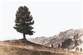 Picture of Tree on a Hill _GroupedProduct_Rectangle_Landscape_Photography _GroupedProduct_Rectangle_Landscape_Unframed_Print_Only_