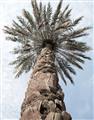 Picture of Palm Perfection _GroupedProduct_Rectangle_Portrait_Photography _GroupedProduct_Rectangle_Portrait_Unframed_Print_Only_