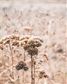 Picture of Macro Dried Florals _GroupedProduct_Rectangle_Portrait_Photography _GroupedProduct_Rectangle_Portrait_Unframed_Print_Only_